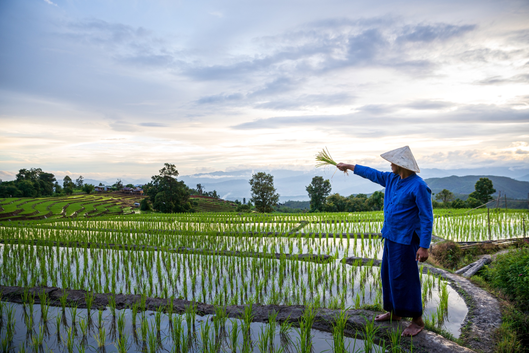 Farmer in a lush rice paddy field at dawn